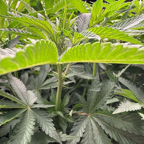 Zorros x Papaya Drip #2 growlog photo: Impressive! Big tree easy and fun to train. 