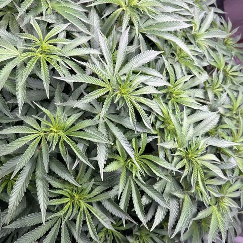 Zorros x Papaya Drip #2 growlog photo: Impressive! Big tree easy and fun to train. 