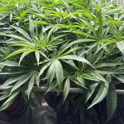 Zorros x Papaya Drip #1 growlog photo: Another massive easy to train plant. 