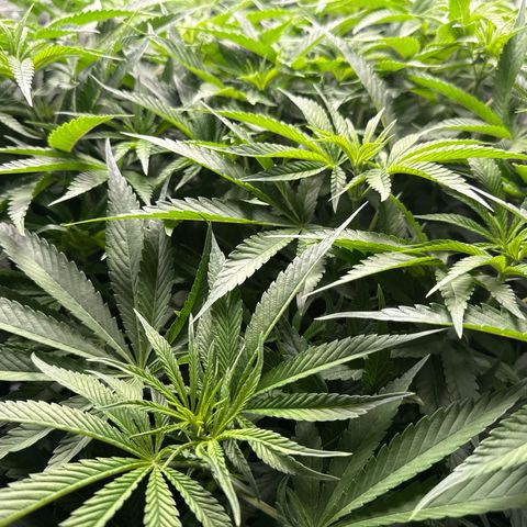 Zorros x Papaya Drip #1 growlog photo: Another massive easy to train plant. 