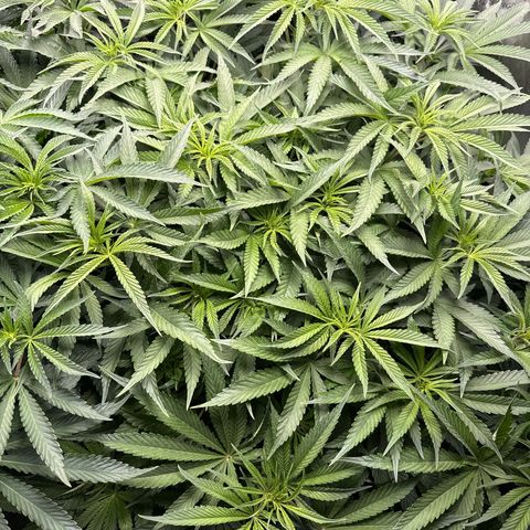 Zorros x Papaya Drip #1 growlog photo: Another massive easy to train plant. 