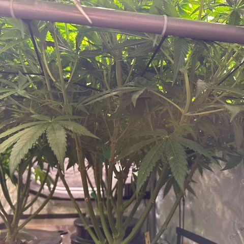 Zorros x Papaya Drip #1 growlog photo: Another massive easy to train plant. 
