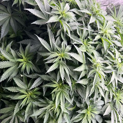 Papaya Frosting #2 growlog photo: Beautiful!