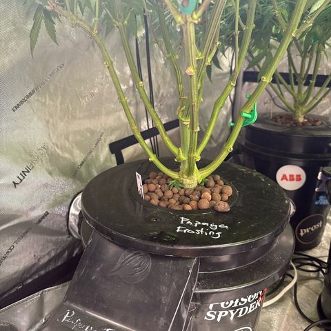 Papaya Frosting #2 growlog photo: Beautiful!