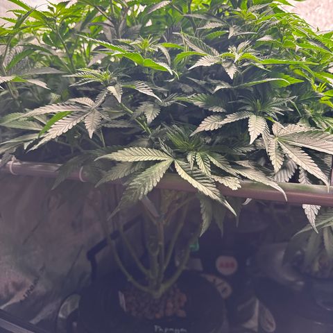 Papaya Frosting #2 growlog photo: Beautiful!