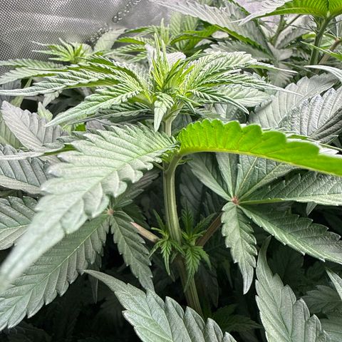 Papaya Frosting #2 growlog photo: Beautiful!