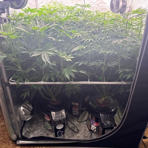 Honey Papaya #2 growlog photo: Canopy before clean up. 