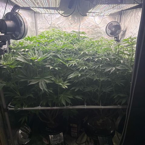 Honey Papaya #2 growlog photo: Canopy before clean up. 