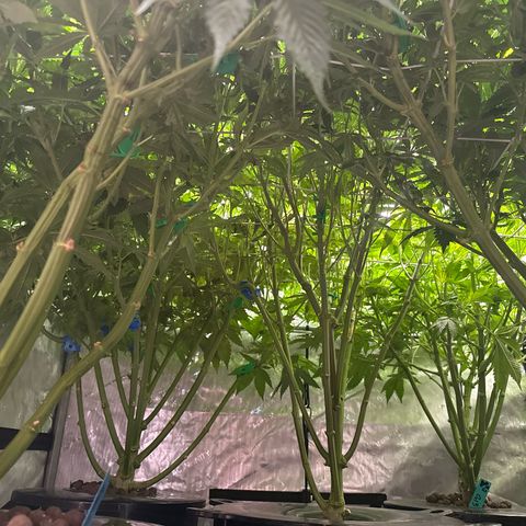Honey Papaya #2 growlog photo: Canopy before clean up. 