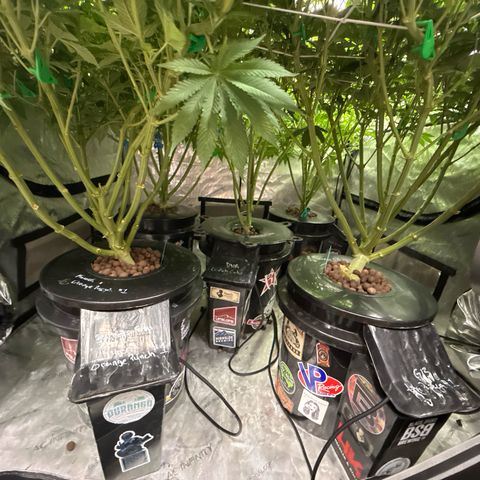 Honey Papaya #2 growlog photo: Canopy before clean up. 