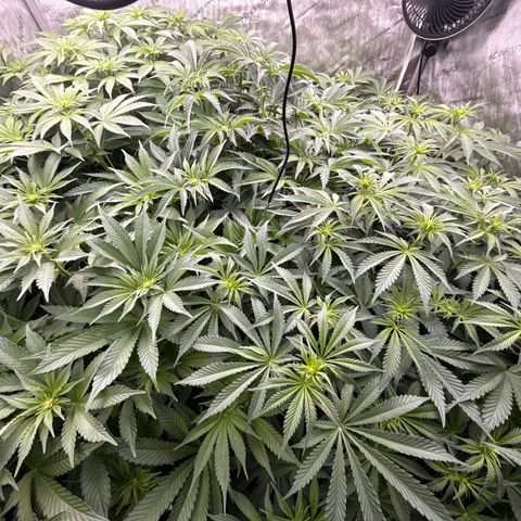 Honey Papaya #2 growlog photo: Canopy before clean up. 