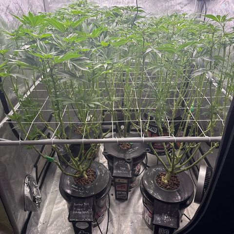 Honey Papaya #2 growlog photo: After canopy clean up. 