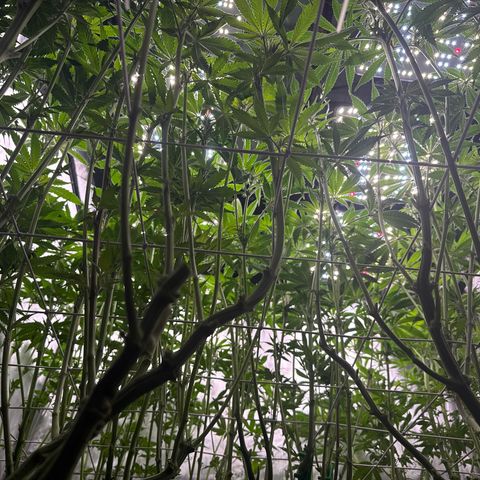 Honey Papaya #2 growlog photo: After canopy clean up. 