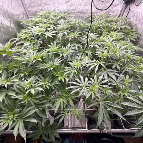 Honey Papaya #2 growlog photo: After canopy clean up. 