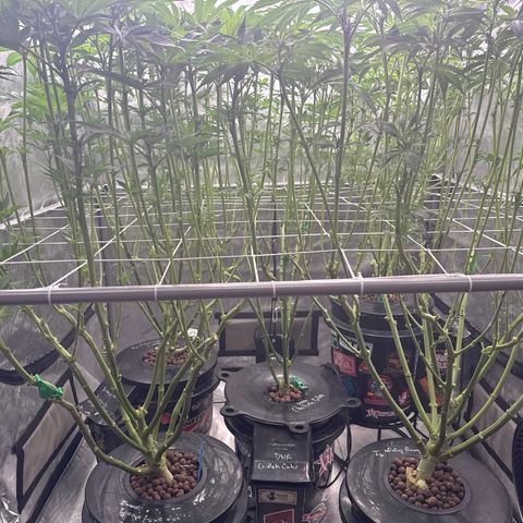 Honey Papaya #2 growlog photo: After canopy clean up. 