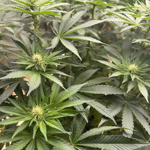 Mimosa x Orange Punch #2 growlog timeline photo