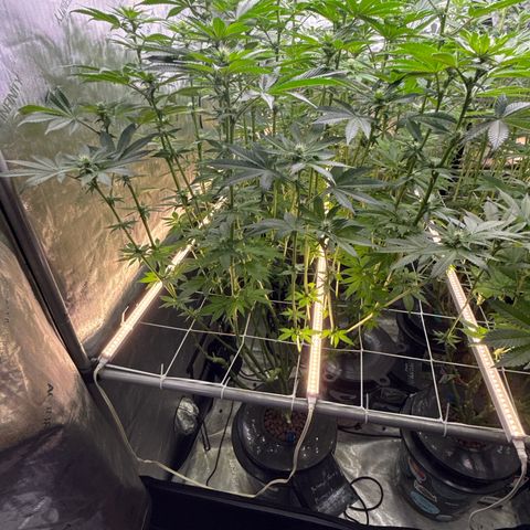 Mimosa x Orange Punch #2 growlog timeline photo