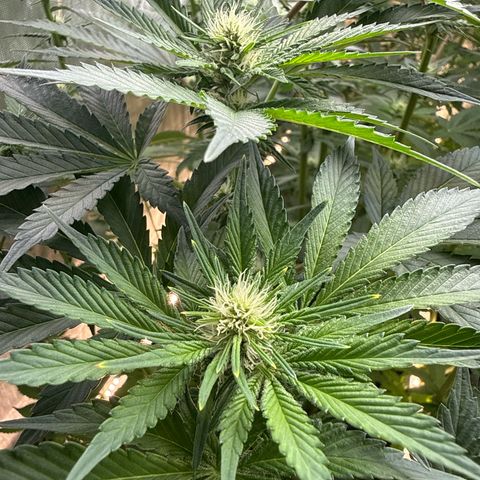 Mimosa x Orange Punch #2 growlog timeline photo