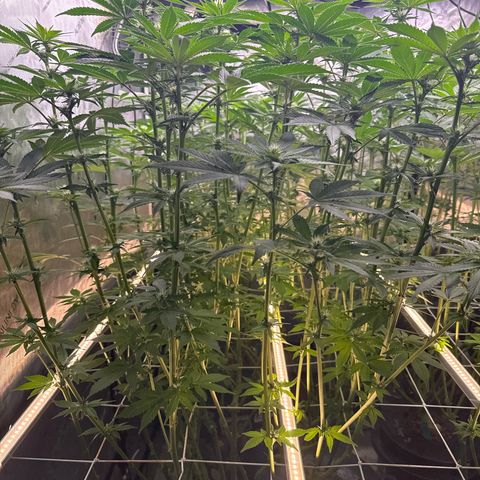 Mimosa x Orange Punch #2 growlog timeline photo