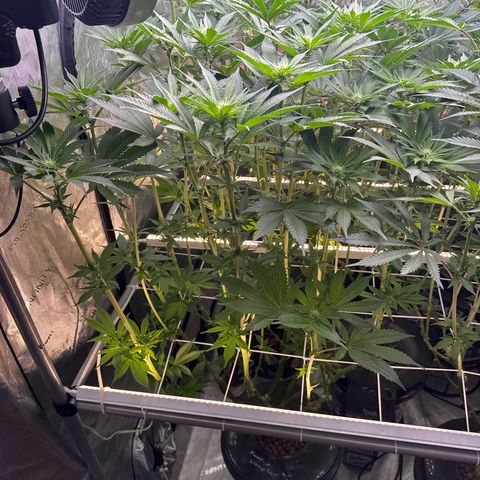 Mimosa x Orange Punch #1 growlog timeline photo