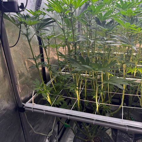 Mimosa x Orange Punch #1 growlog timeline photo