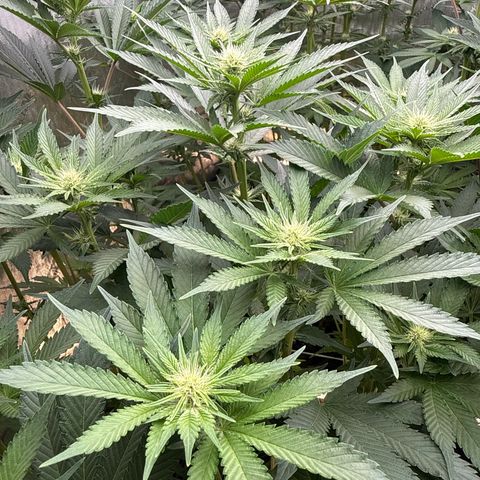 Mimosa x Orange Punch #1 growlog timeline photo