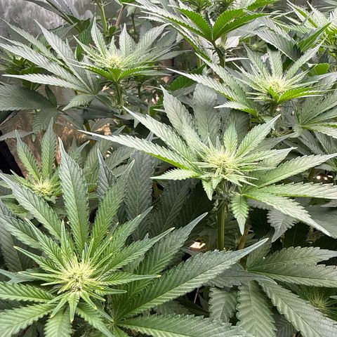 Mimosa x Orange Punch #1 growlog timeline photo