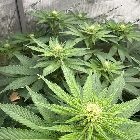 Mimosa x Orange Punch #2 growlog timeline photo