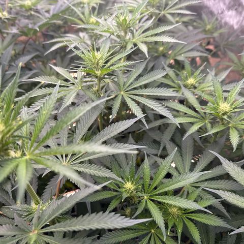 Honey Papaya #1 growlog timeline photo