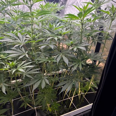 Honey Papaya #1 growlog timeline photo