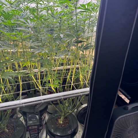 Honey Papaya #1 growlog timeline photo