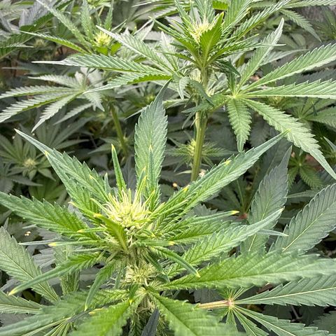 Honey Papaya #1 growlog timeline photo