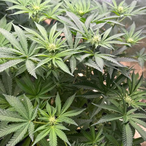Honey Papaya #2 growlog timeline photo