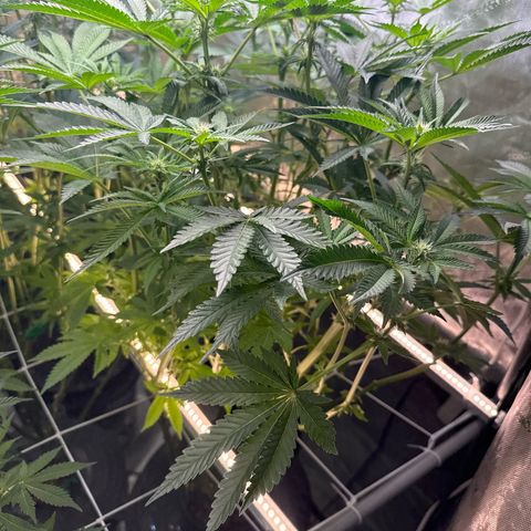 Honey Papaya #2 growlog photo: Quite small compared to HP1. 