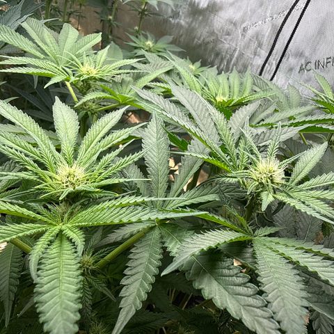 Honey Papaya #2 growlog photo: Quite small compared to HP1. 
