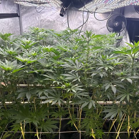 Honey Papaya #2 growlog timeline photo