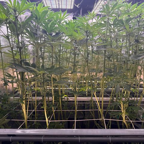 Honey Papaya #2 growlog timeline photo