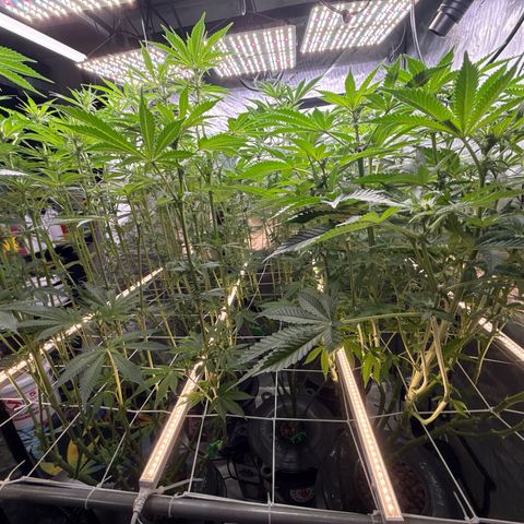 Honey Papaya #2 growlog timeline photo