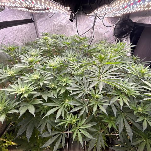 Honey Papaya #2 growlog timeline photo