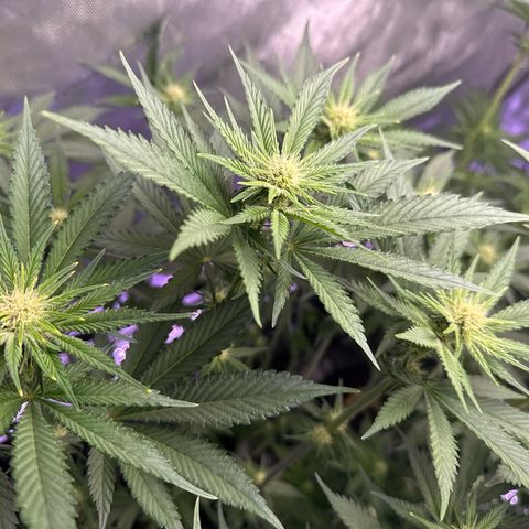 Papaya Frosting #2 growlog timeline photo