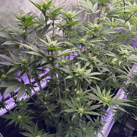 Papaya Frosting #2 growlog timeline photo