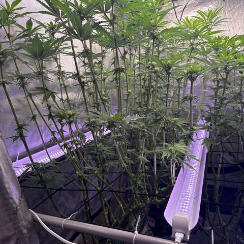 Papaya Frosting #2 growlog timeline photo