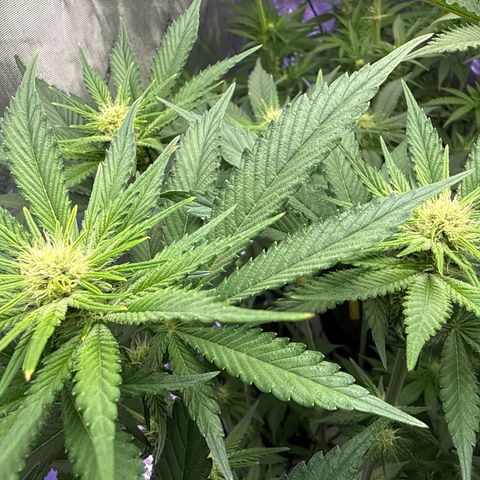 Papaya Frosting #2 growlog timeline photo