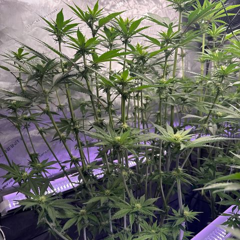 Papaya Frosting #2 growlog timeline photo