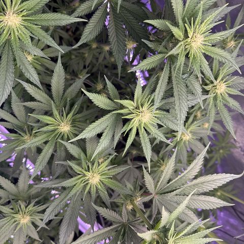 Papaya Frosting #2 growlog timeline photo
