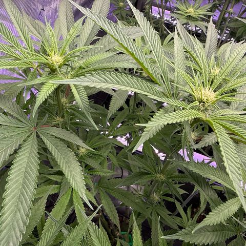 Humboldt Uppercut growlog timeline photo