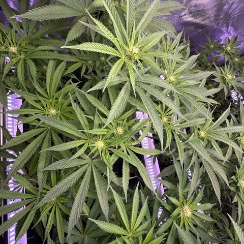 Humboldt Uppercut growlog timeline photo