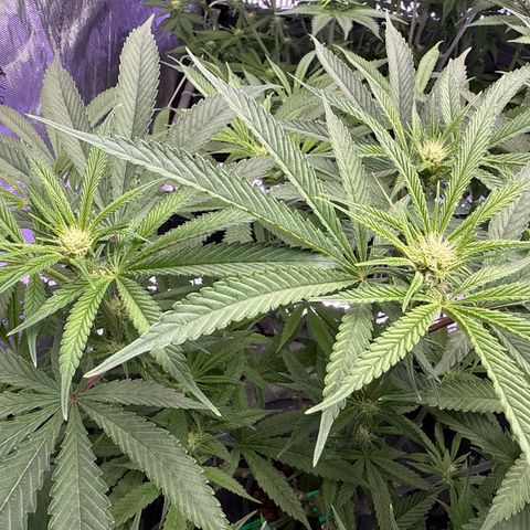 Humboldt Uppercut growlog timeline photo