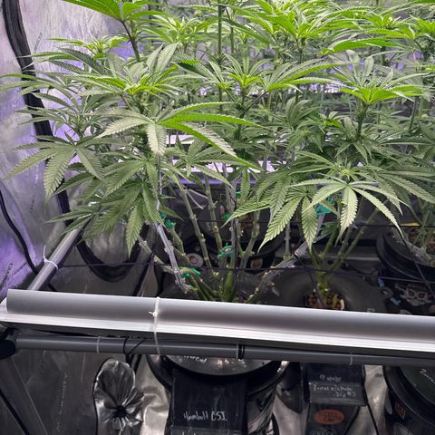 Humboldt Uppercut growlog timeline photo