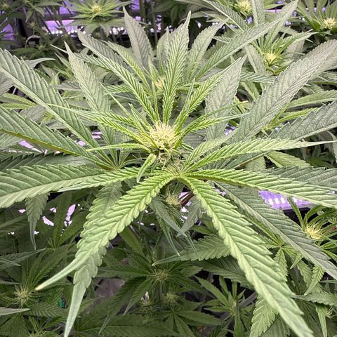 Humboldt Uppercut growlog timeline photo